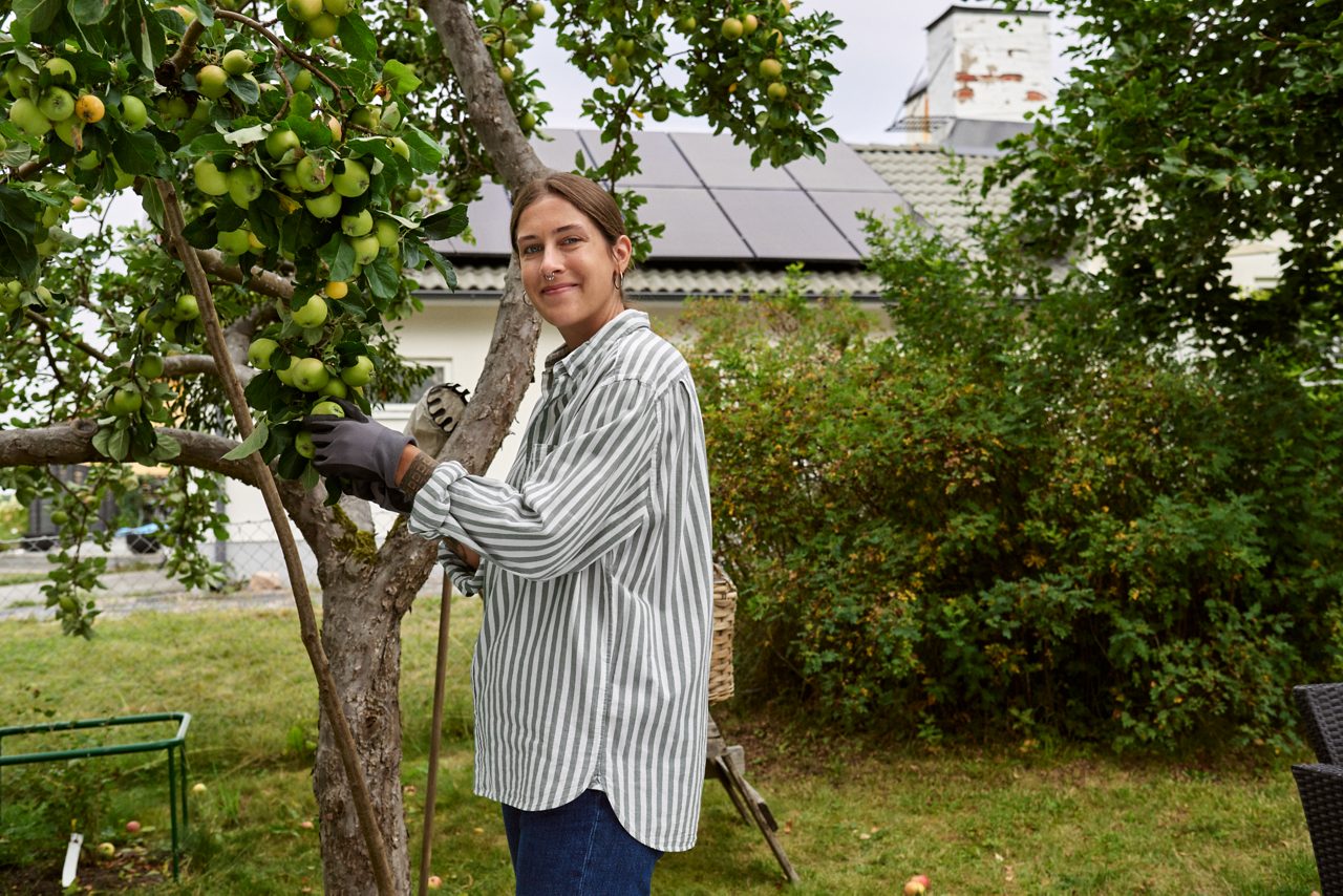 Leende kvinna som plockar äpplen i trädgården.